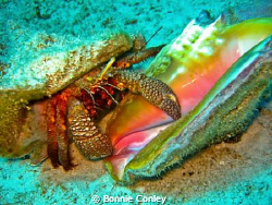 Hermit Crab with Conch shell in Grand Bahamas.  Photo tak... by Bonnie Conley 